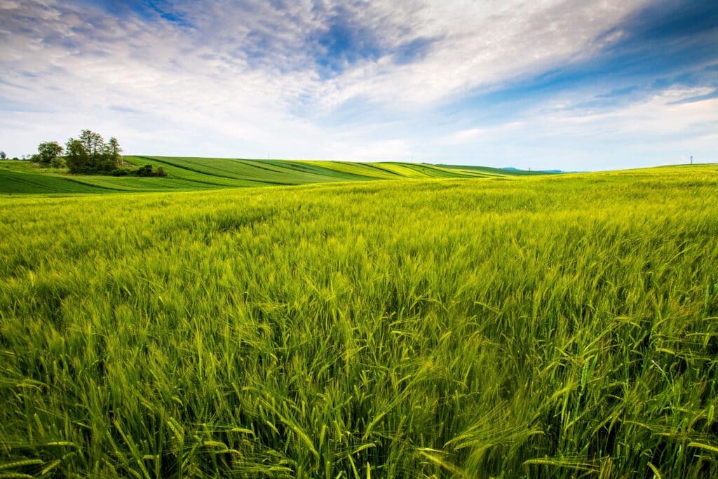 campo