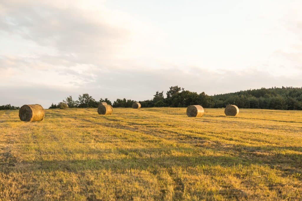 CAMPO 2