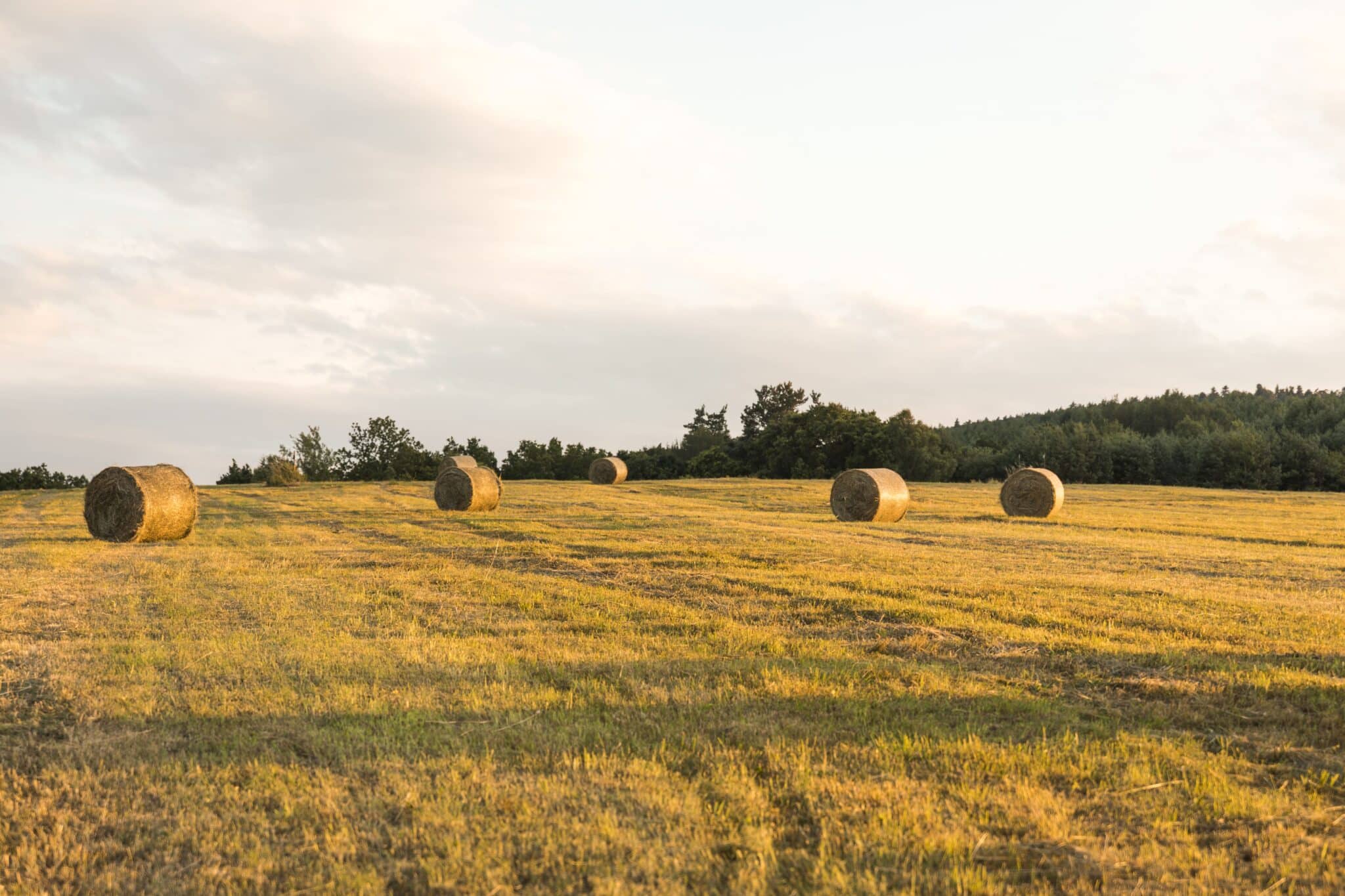 CAMPO 2