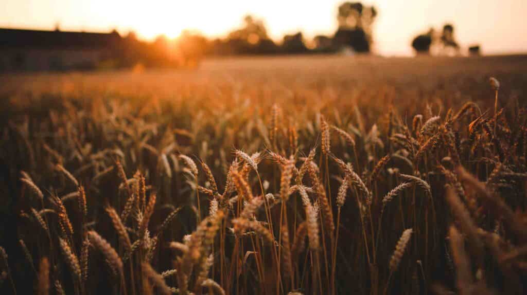 campo
